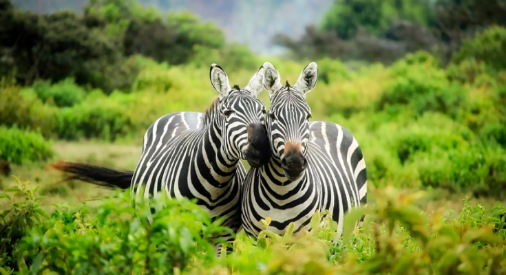 Afrika Urlaub